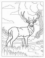 30 Deer Coloring Pages Free PDF Printables sketch template