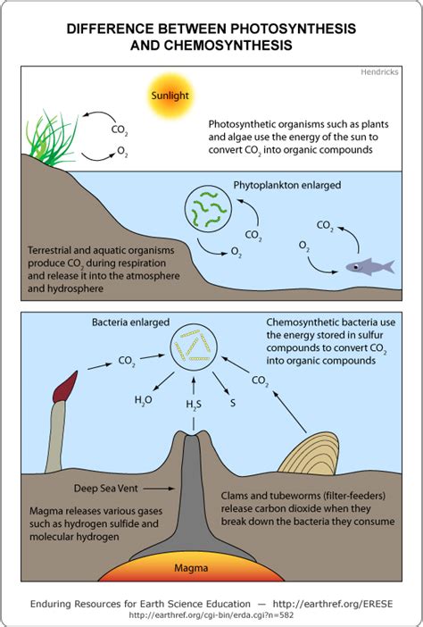 Chemosynthesis Diagram