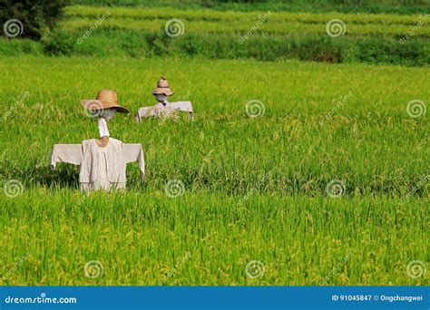 Scarecrow and the Farm stock image. Image of nature, farm - 91045847