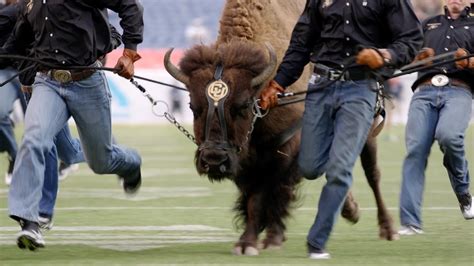 Ralphie the buffalo: the live mascot of the University of Colorado ...