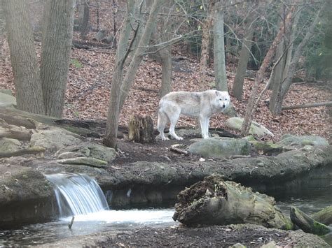 Gray Wolf at Cleveland Metroparks Zoo - Cleveland, Ohio | Flickr