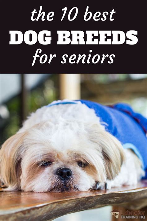 10 Best Dog Breeds for Seniors | Best dog breeds, Best small dogs, Dog ...