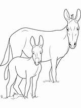Mule coloring pages  SeaColoring sketch template