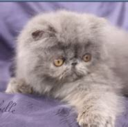 REGISTERED PERSIAN KITTENS FOR SALE | Www.unitedchinchillaassociation.co.uk