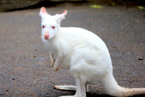 Albino kangaroo | Natural Nature | Pinterest | Kangaroos