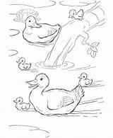 Printable Coloring Pages Ducks sketch template