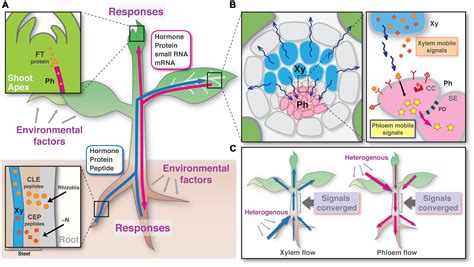 Frontiers | Dynamics of long-distance signaling via plant vascular tissues | Plant Science