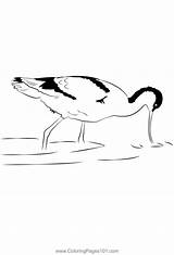 Avocet 15 Coloring Page For Kids  Free Avocets And Stilts Printable sketch template
