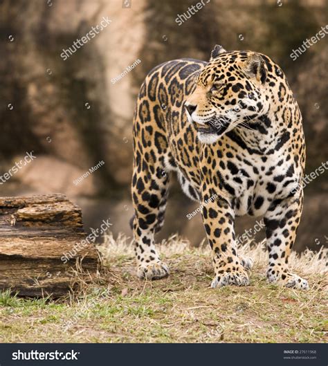 Spotted Jaguar Stock Photo 27611968 : Shutterstock