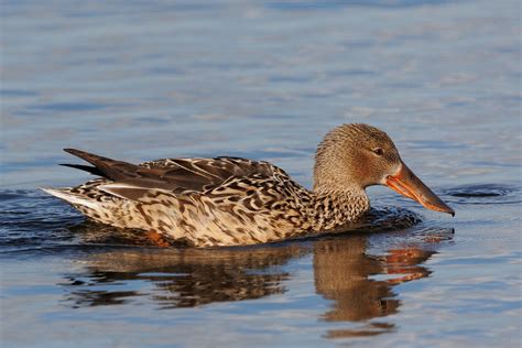 Shoveler duck female | ggwildlife | Flickr