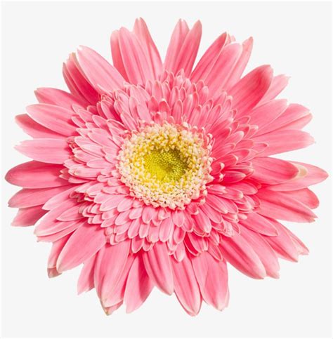 Transparent Background Pink Daisy Clipart - Fititnoora