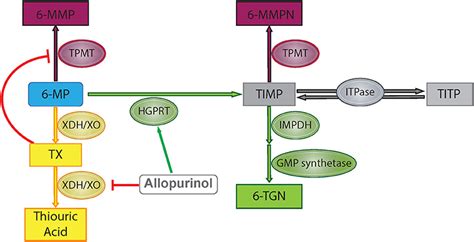 Frontiers | Use of Allopurinol to Mitigate 6-Mercaptopurine Associated Gastrointestinal Toxicity ...