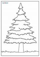 Free Printable Pine Tree Coloring Pages For Kids sketch template