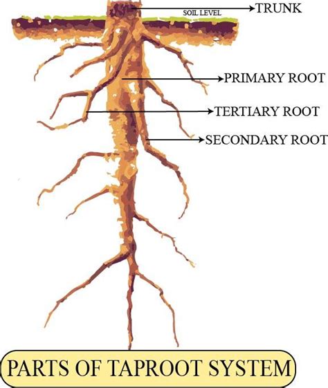 Label the diagram of the taproot system and write its significance.\n ...