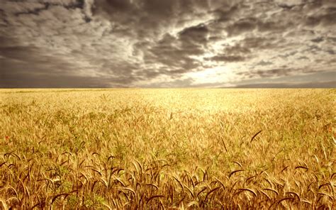Wheat field at the sunset / 1920 x 1200 / Sunriseandsunset / Photography | MIRIADNA.COM