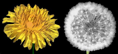 All This Is That: Painting: Dandelion (digital art)