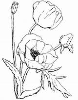 California Poppy Flower Coloring Page  Best Site sketch template