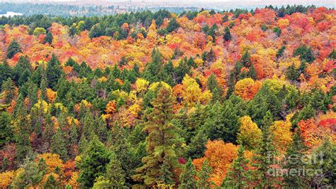 Fall colors Algonquin Park, Ontario, Canada. Photograph by Marek ...