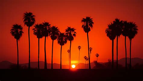 dramatic palm tree silhouette of desert sunset Generative AI 32174053 Stock Photo at Vecteezy