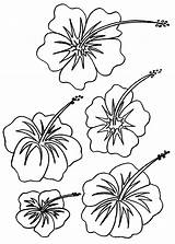 Hibiscus Colouring Page sketch template