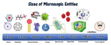 Prokaryotic and Eukaryotic Cells - SCIENTIST CINDY