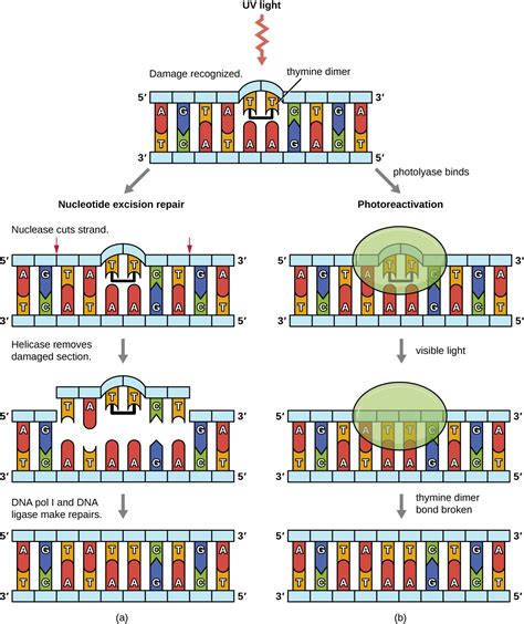 Mutations | Microbiology