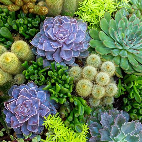 Succulent Outdoor Plants Uk