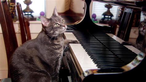 Nora the piano playing cat - Extraordinary Animals - Series 2 - Earth ...