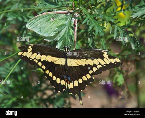 Arizona Phoenix Desert Botanical Garden Butterfly Garden green one is nocturnal Lunar Moth Stock ...