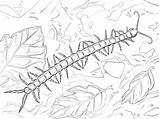 Giant Centipede coloring page  Free Printable Coloring Pages sketch template