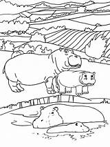 Hippopotamus Wildlife sketch template