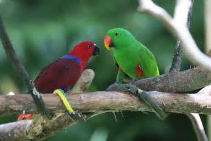 File:Eclectus Parrot (Eclectus roratus) -pair.jpg - Wikipedia