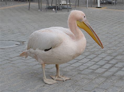 Pink Pelican | ZooChat