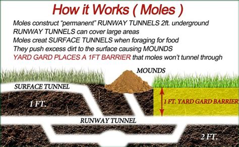 Mole Diagram