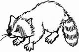 Kids Coloring Page Raccoon Pages sketch template