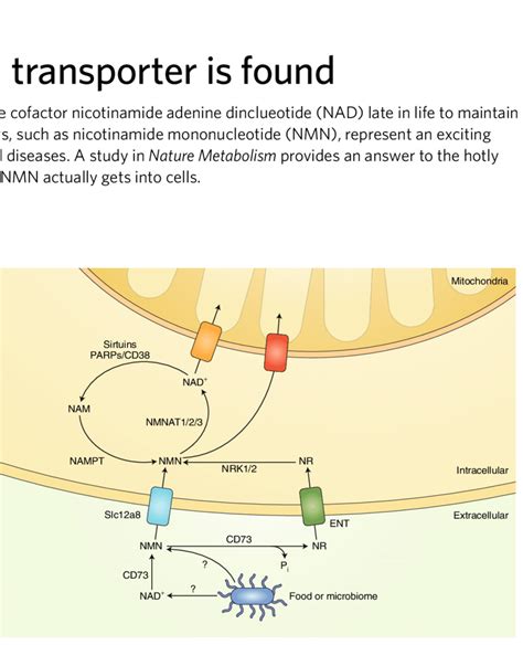 Nicotinamide Mononucleotide (NMN) Deamidation By, 55% OFF