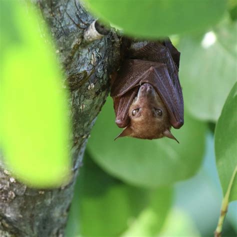 Northern Blossom-bat (Macroglossus minimus) Crocodiles , birds, snakes ...