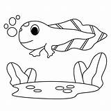 Tadpole Coloring Page sketch template
