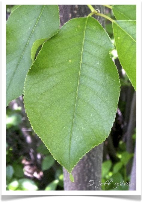 Chokecherry Leaf | Boulder Tree Care - Pruning & Tree Removal Services