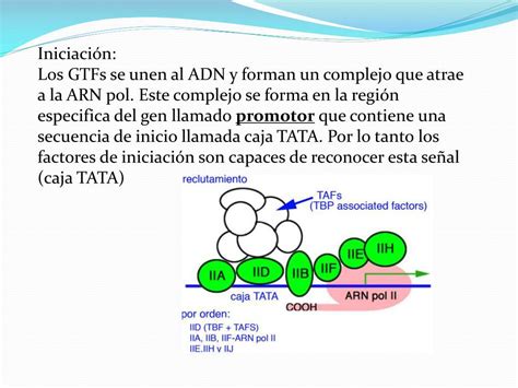 PPT - LA SINTESIS DE PROTEINAS A PARTIR DEL ADN PowerPoint Presentation - ID:4153475