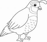 Quail Animal Coloring Page For Kids 10002448 Vector Art At Vecteezy sketch template
