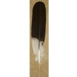 BALD EAGLE WING FEATHER - Indian Crafts | Craft Kits
