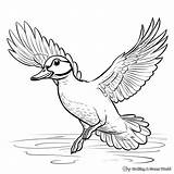 Wood Duck Coloring Pages  Free & Printable sketch template