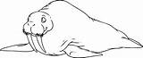 Walrus Coloring Pages For Kids sketch template