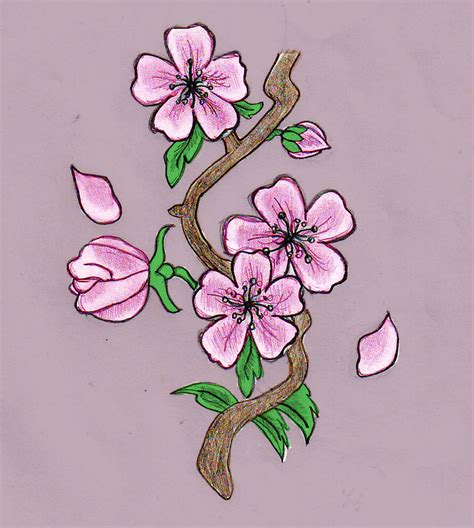 Cherry Blossom Drawing by HelloKitten20 on DeviantArt