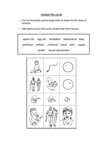 Human life cycle by sadscientist - Teaching Resources - Tes