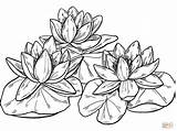 Water Lilies coloring Page  Free Printable Coloring Pages sketch template
