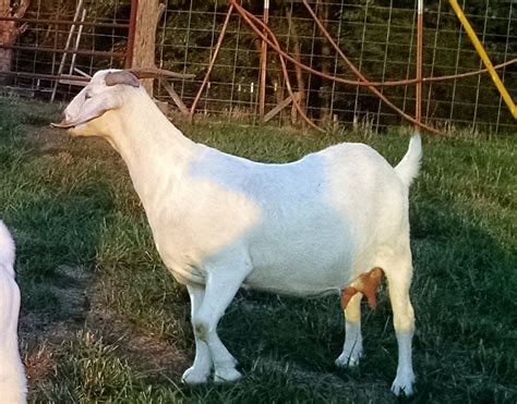 Savanna Goat Doe | Savanna goats, Goats, Savanna