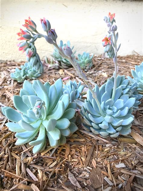 Types Of Succulents With Flowers