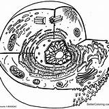 Diagram Of Animal Cell Coloring Pages  Free Printable sketch template